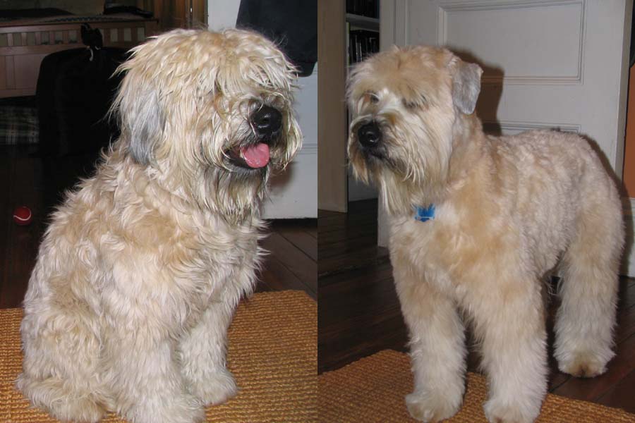 an adult Wheaten terrier: wheaten terrier puppies. an adult Wheaten terrier:
